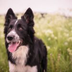 Border Collie | SantéVet