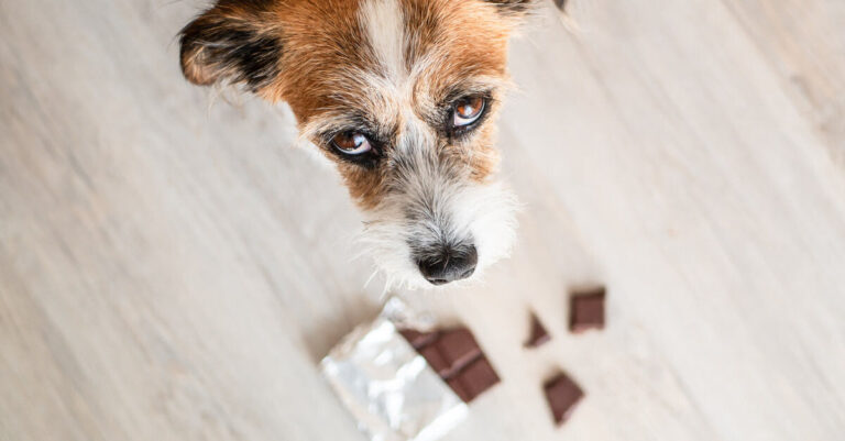 ¿El chocolate es malo para los perros?