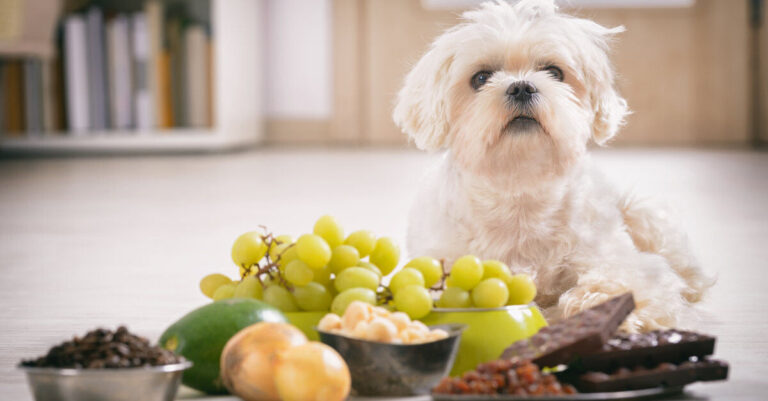 Los frutos secos, ¿son tóxicos para mi perro?