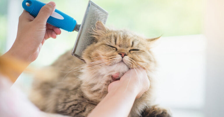 El pelo de mi gato está lleno de nudos: ¿Qué hago?