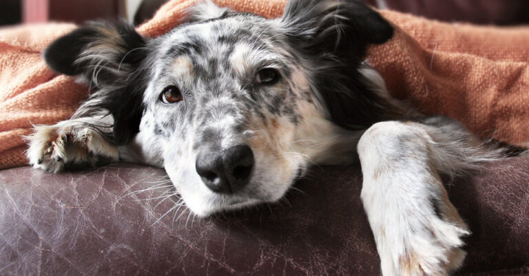 Leishmaniosis canina: una enfermedad grave que ya puede ser controlada