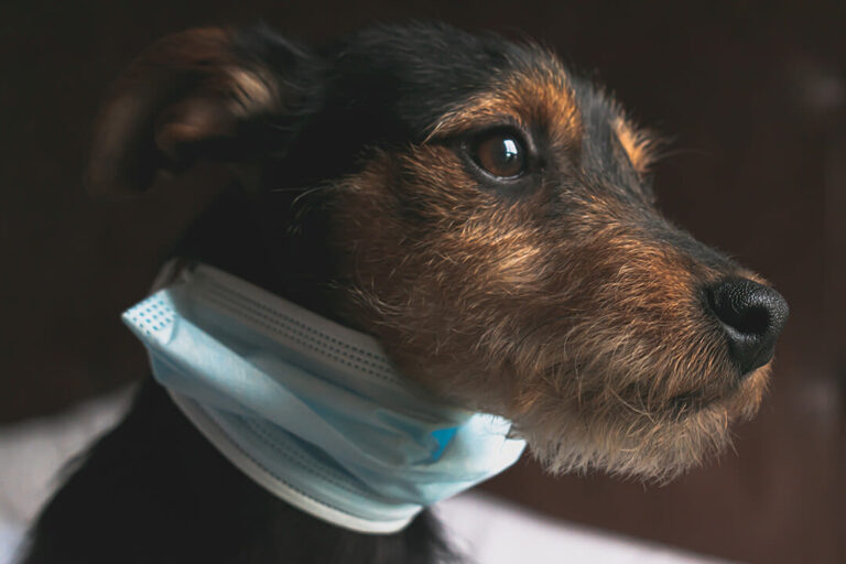 Mascarillas para perros y gatos: ¿son necesarias?