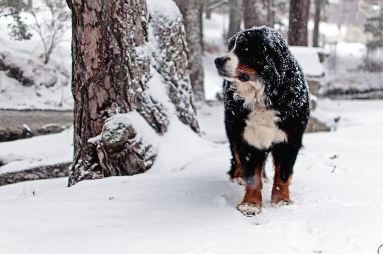 ¡Alerta frío! Desmontamos 5 mitos para proteger a tu mascota este invierno