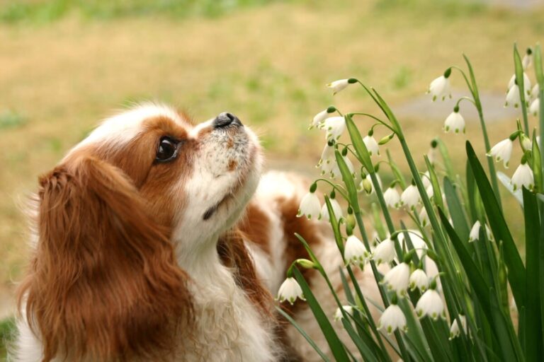 El lirio de los valles: una flor venenosa para perros y gatos