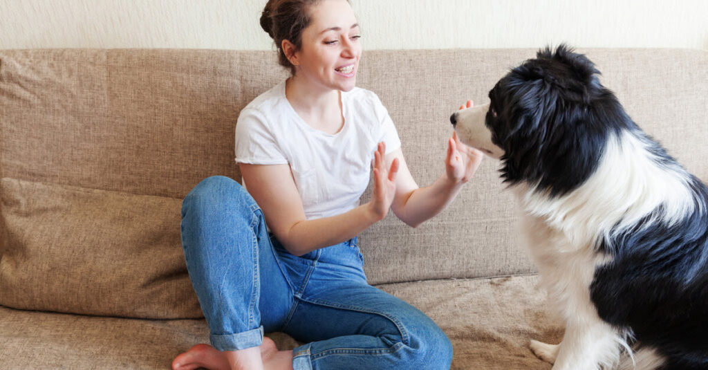 Este es el TOP 10 de razas de perros más inteligentes según la ciencia
