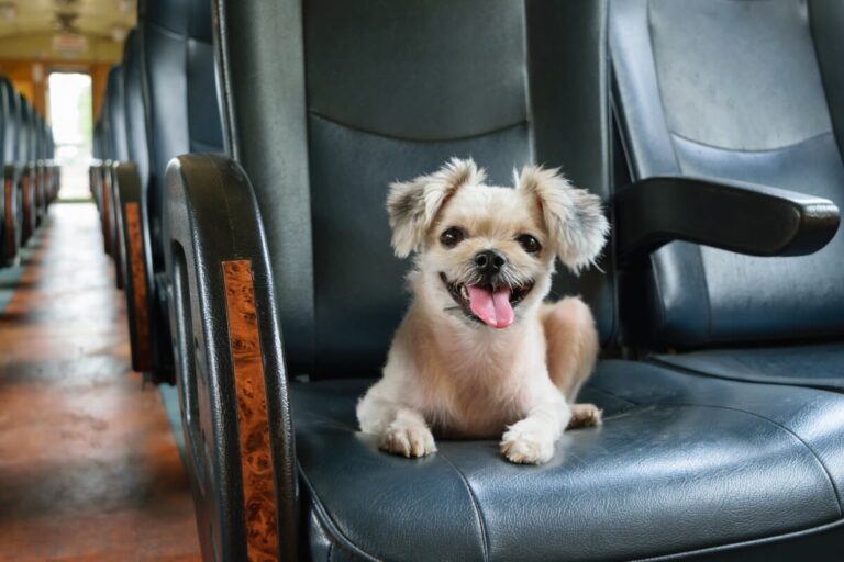 ¿Cuáles son los requisitos para viajar con animales?