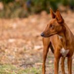 Podenco | SantéVet