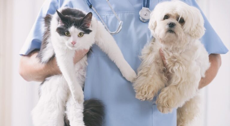 Castración o esterilización de perros y gatos: una decisión responsable