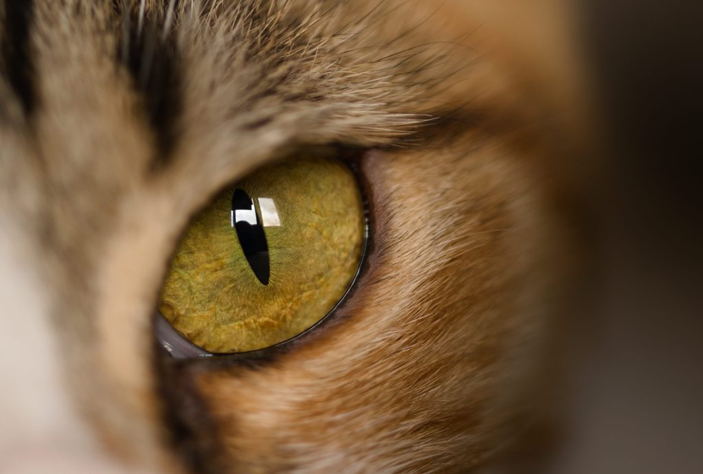 Anatomía del ojo de un gato con pupila vertical