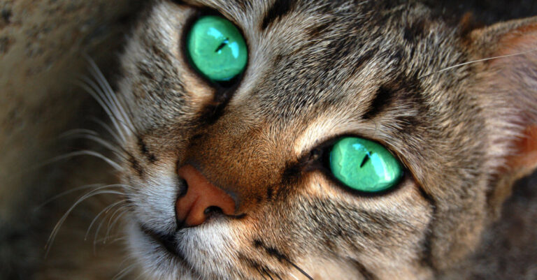 Ojos de gato: curiosidades, enfermedades y cuidados