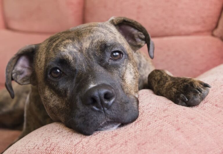 Seguro para perros PPP: Responsabilidad civil obligatoria