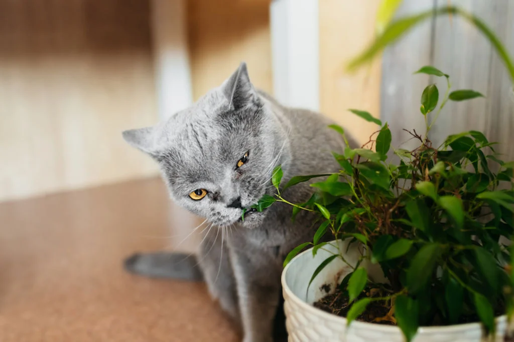 Alimentos toxicos para gatos