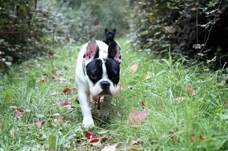 Paseando a un perro: posibles peligros y cómo evitarlos