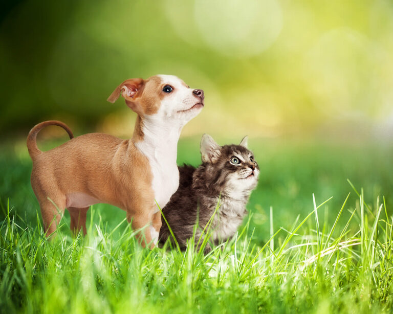 10 peligros para tu perro o gato en primavera