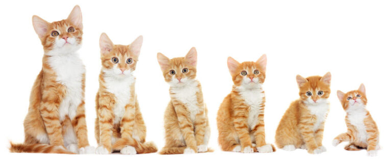 ¿Cómo calcular la edad de mi gato en años humanos?