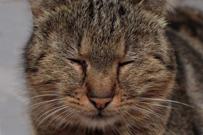 ¿Qué es la conjuntivitis en gatos y cómo se trata?