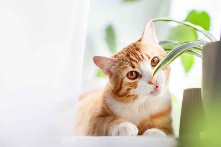 Alimentos tóxicos para gatos: cuáles son y cómo evitarlos