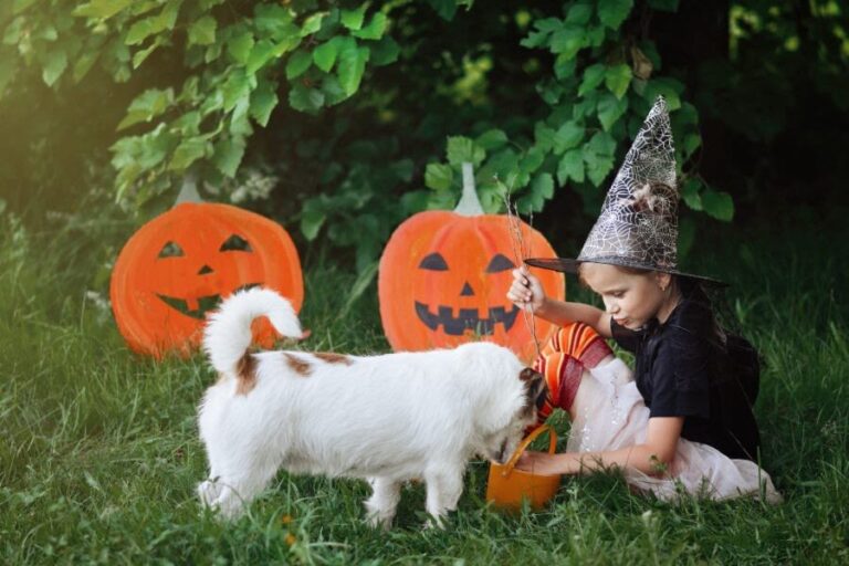 Halloween: ¿es buena idea que disfraces a tu perro o gato?