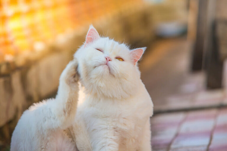 Tu gato solo en casa: cómo lo debes hacer