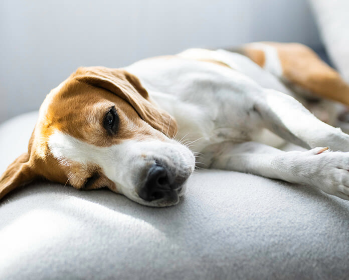 Torsión de estómago en perros: causas, síntomas y tratamiento