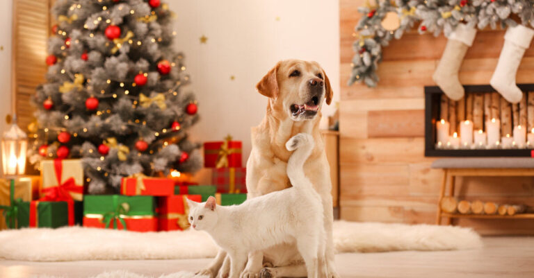 Navidad con perros y gatos: cómo tener unas tranquilas y felices fiestas