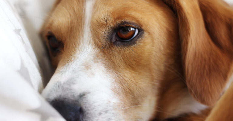 Ojos de perros: cómo ven, cuidados y enfermedades 