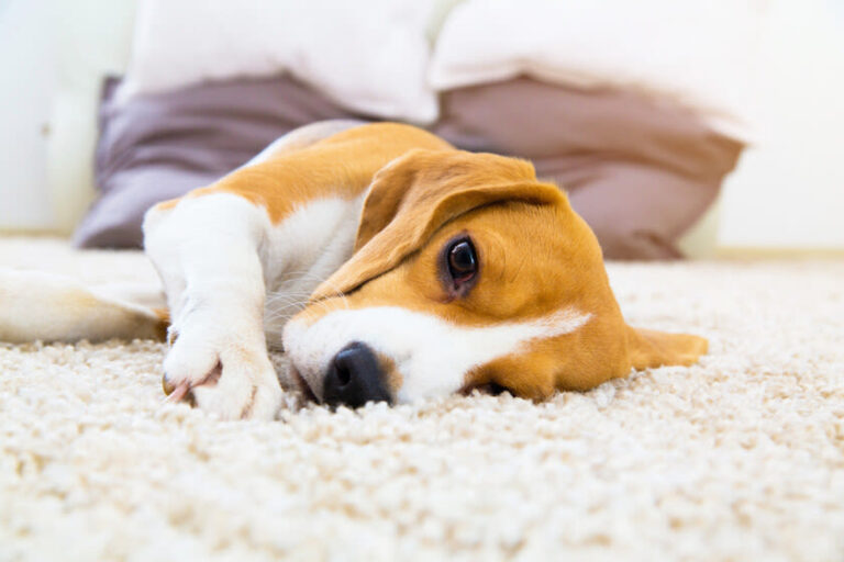 ¿Cuánto tarda un perro en acostumbrarse a estar solo?