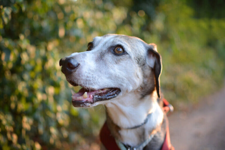 Artritis en perros: qué es, síntomas y tratamiento
