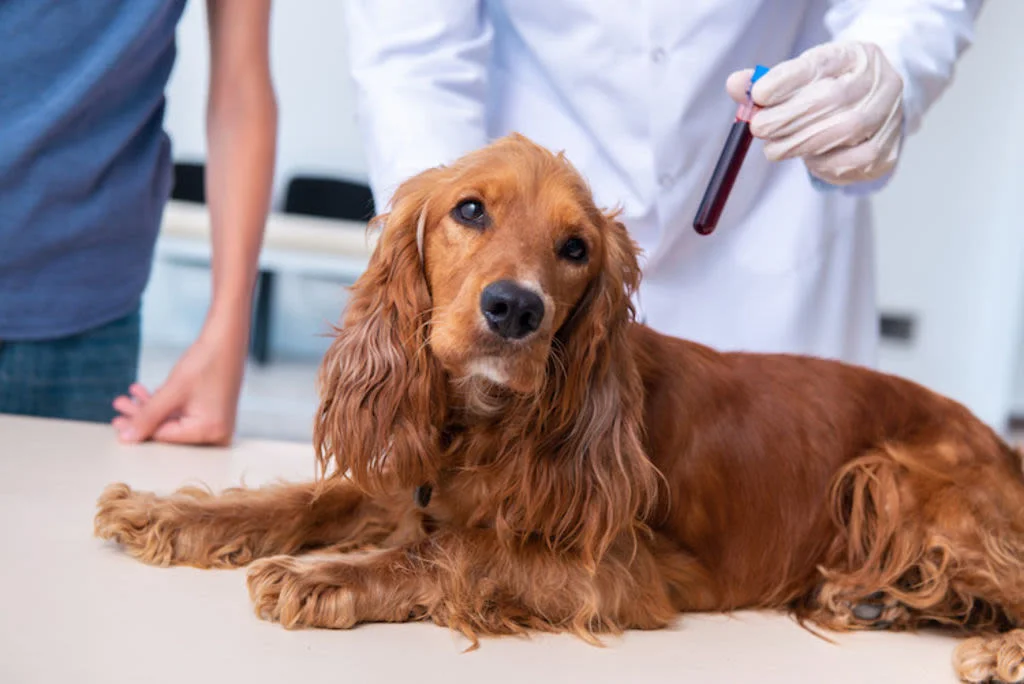 4.examen Insuffisance renale chien