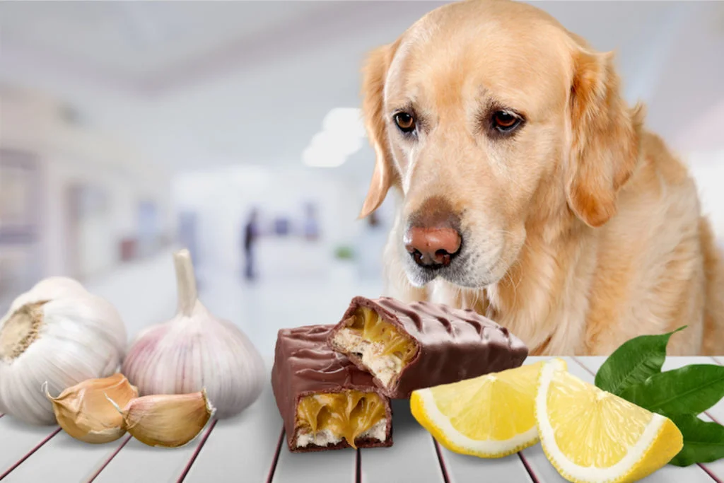 DCE - SANTEVET ES CREA- alimentos prohibidos para perros - V1.ok - 2