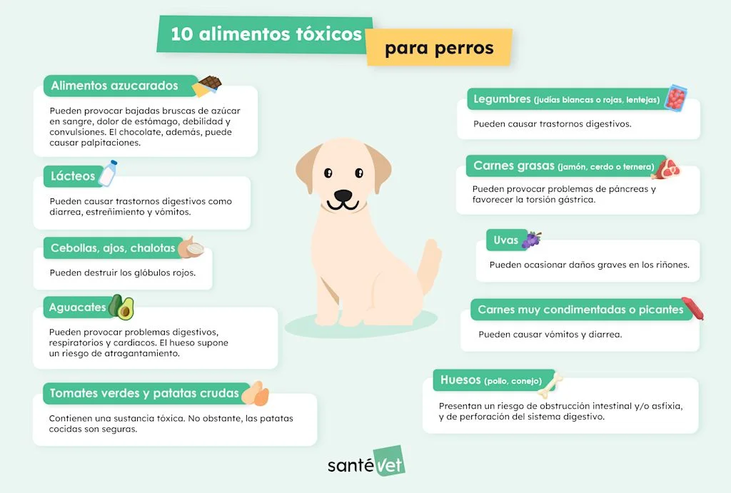 SVES - Infographie 10 aliments toxiques chien