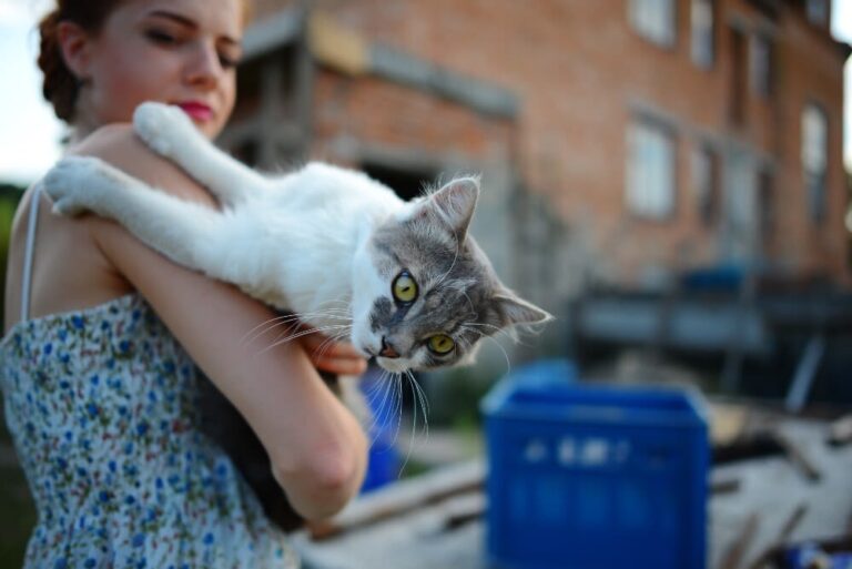 ¿Cómo ve un gato el mundo que le rodea?