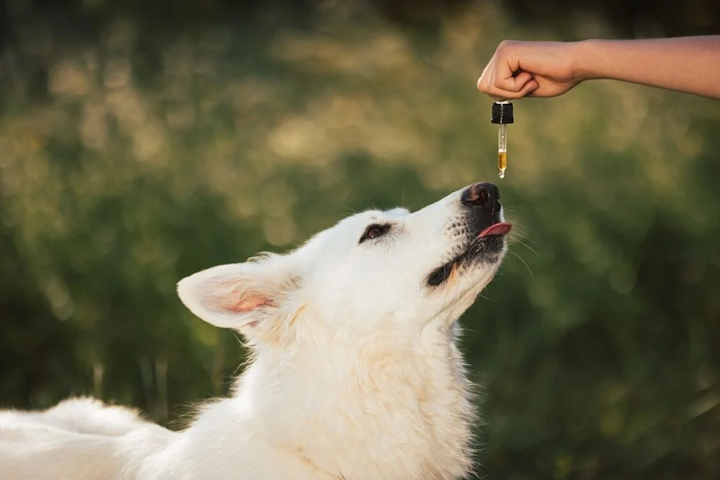 Prueba de imagen veterinaria