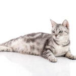 American shorthair | SantéVet