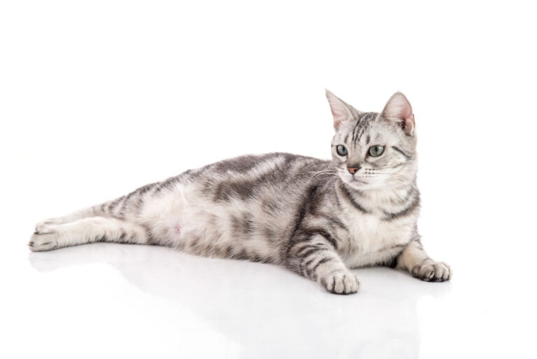 American shorthair