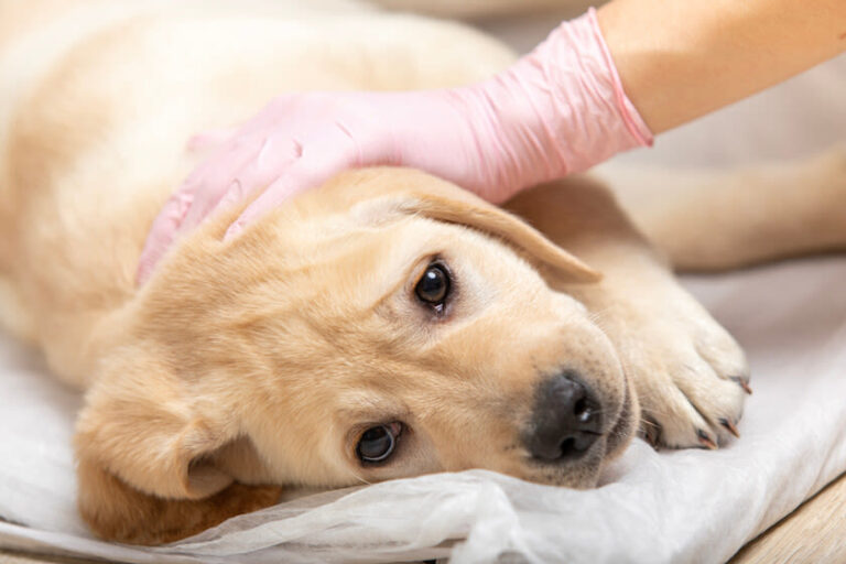 Origen, síntomas y tratamiento del moquillo en perros
