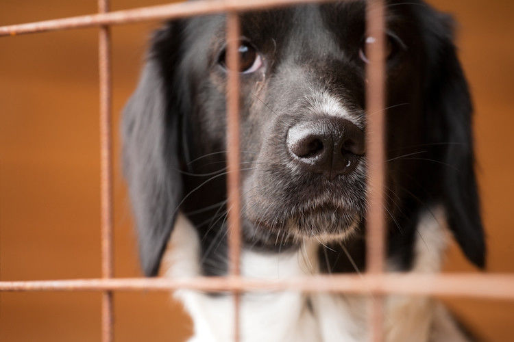 Día Mundial contra el abandono de mascotas