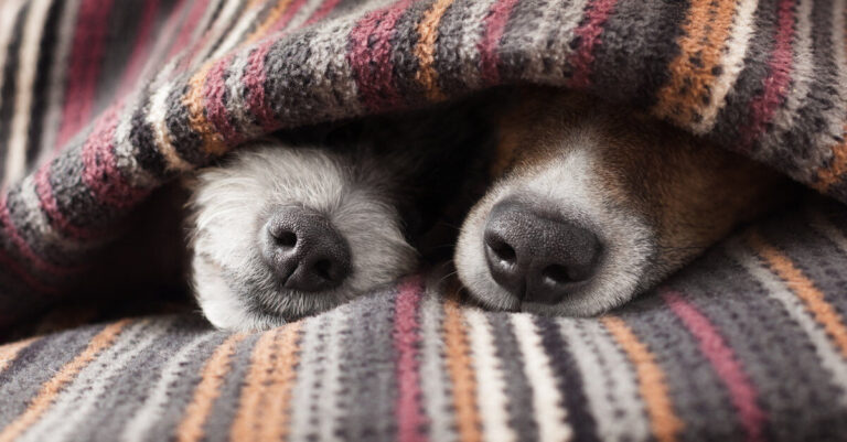 Lo que debes saber sobre castrar a tu perro o perra: importancia, precios y consejos