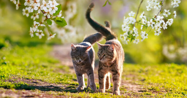Castración y esterilización de gatos: beneficios y precio