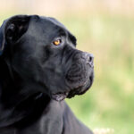 race cane corso