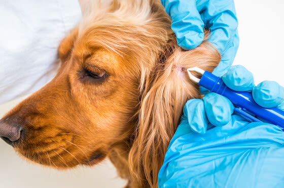 La enfermedad de Lyme en perros