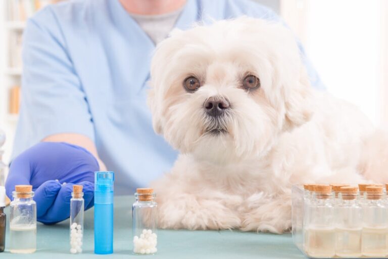 CBD y cannabis para perros: ¿Cómo se usa y para qué sirve?