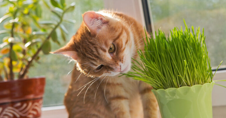 Plantas tóxicas para gatos: cuáles son, síntomas y alternativas