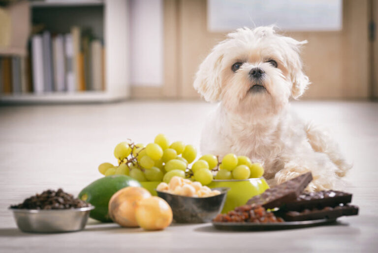 Estos son los alimentos prohibidos para perros que debes evitar