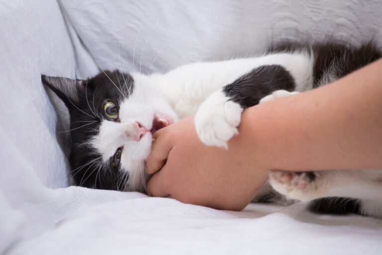 ¿Qué hacer ante una mordedura de gato?