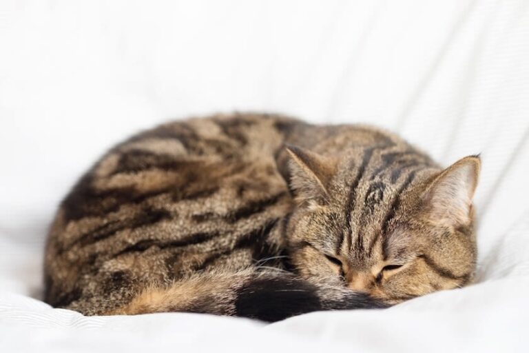 Mi gato duerme mucho, ¿a qué puede deberse?