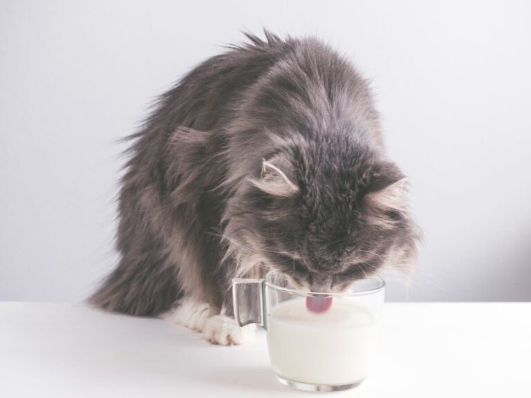 ¿Es buena la leche para los gatos adultos?