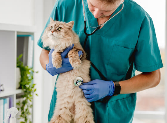 Calicivirus felino: ¿en qué consiste y cómo se trata?