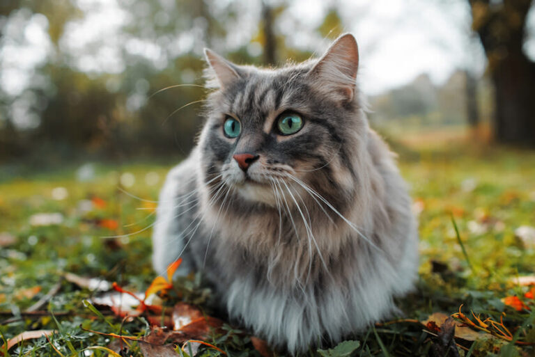 ¿Qué es la peritonitis infecciosa felina (PIF) y cómo se puede detectar?