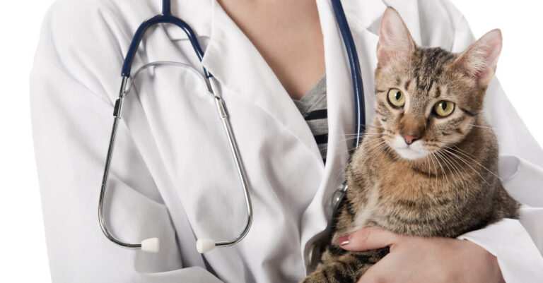 ¿Cuánto tarda en curarse la tiña en gatos?